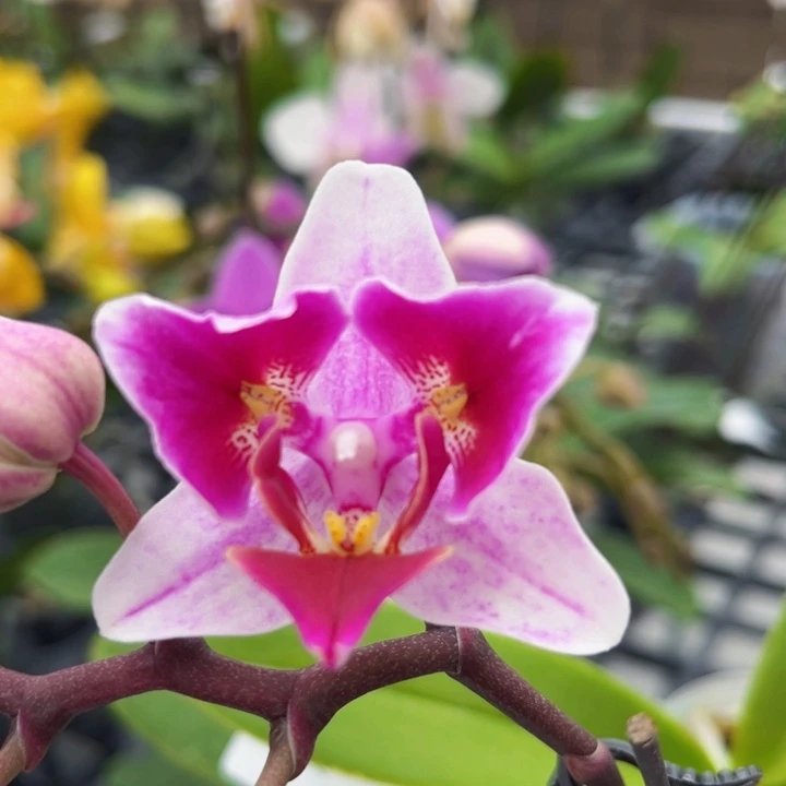 少量花朵（建议范围：2朵-5朵 或40%以下）