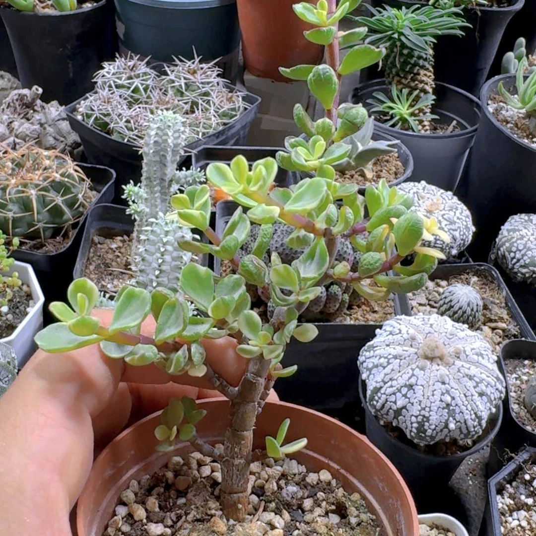 393雅乐之舞脱土发货