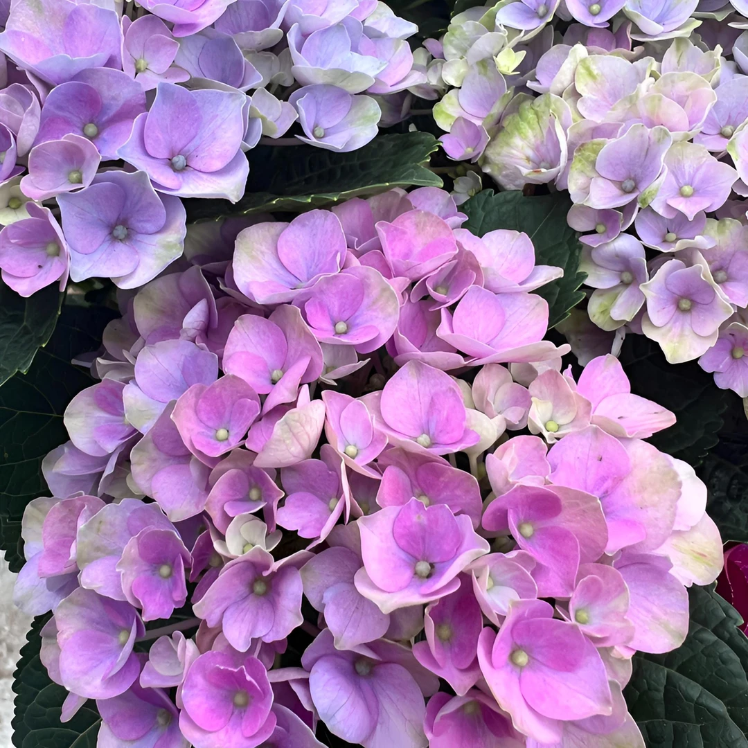 【魔幻革命】超好养绣球花盆栽室内外花卉花期长易活易爆花植物花卉