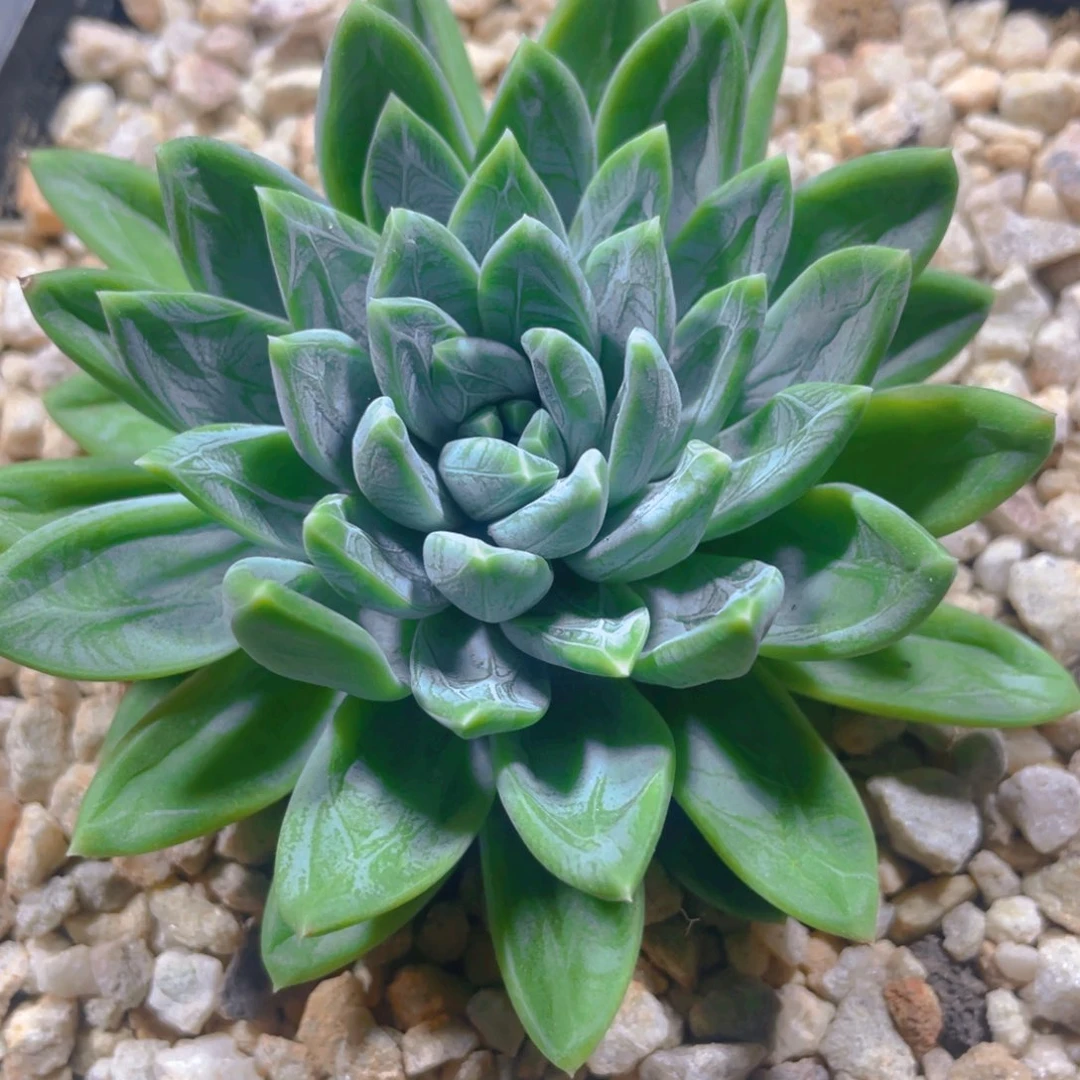 水晶萝莉多肉植物一棵