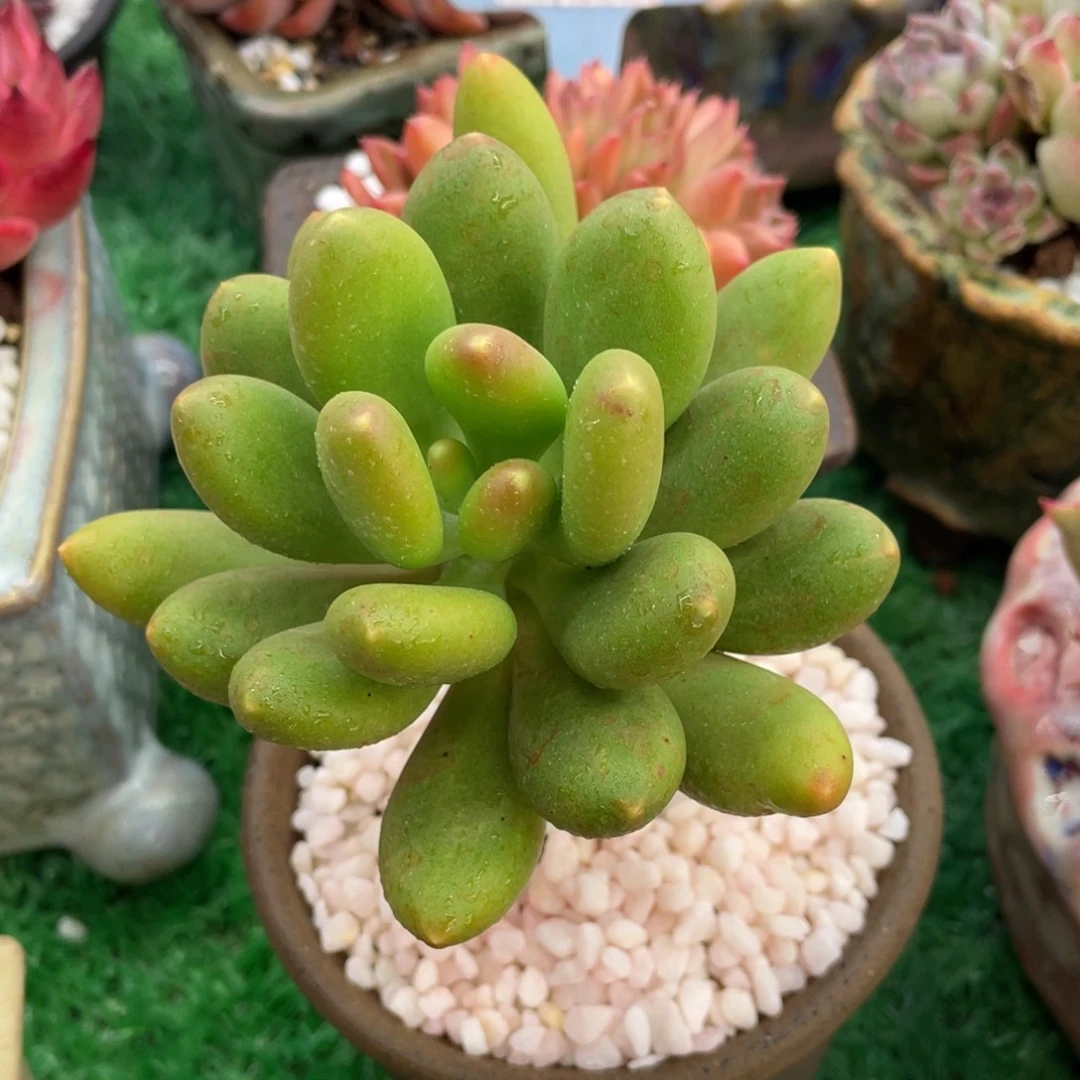 多肉植物盆栽多肉植物