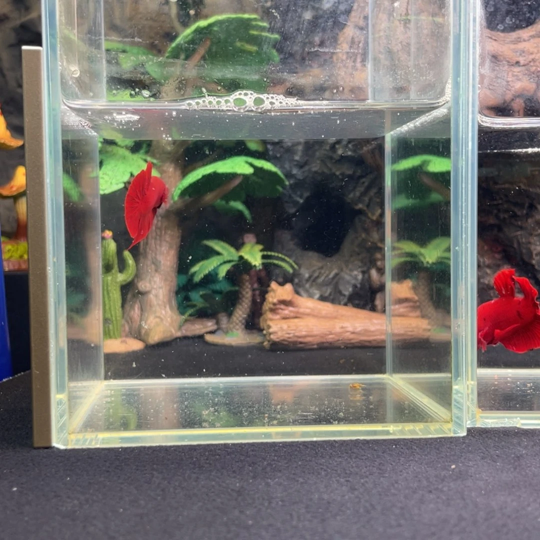 斗鱼十一月十二日竞价