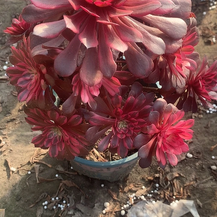 清***月黑瞳白多肉植物法师