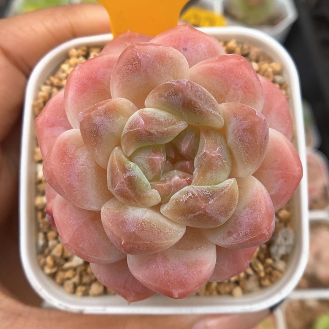 糖心粉魄可拍445号。