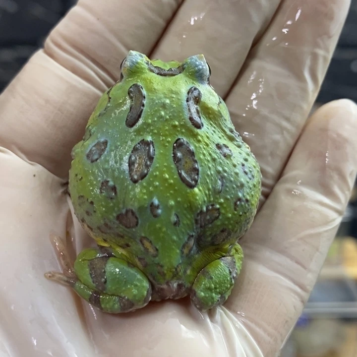 角蛙573号蓝变紫藤角蛙
