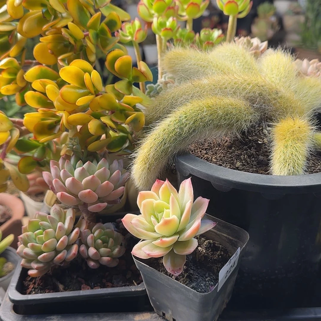 、***°10级灯牌福利19元