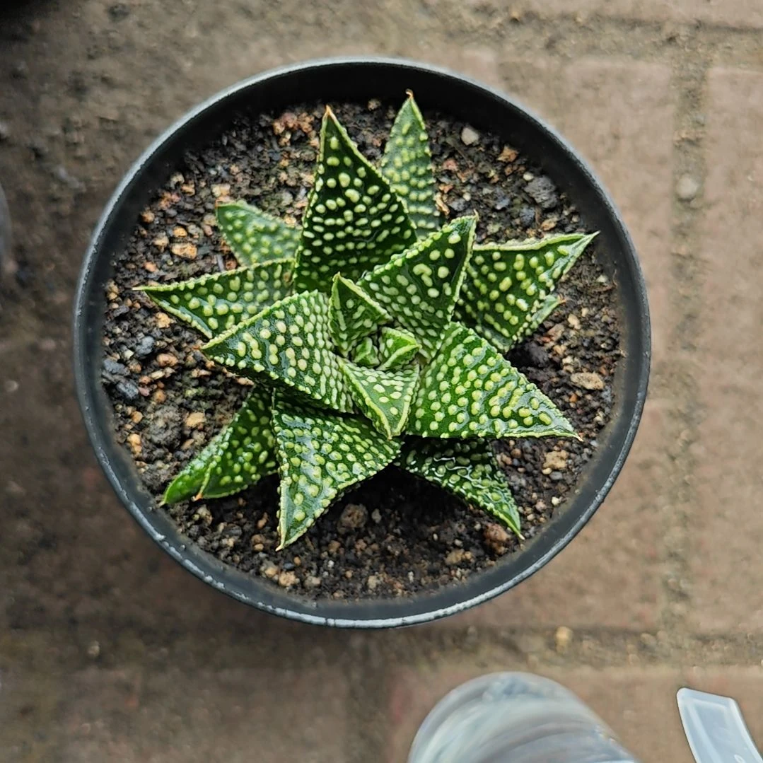 流星一颗多肉植物原
