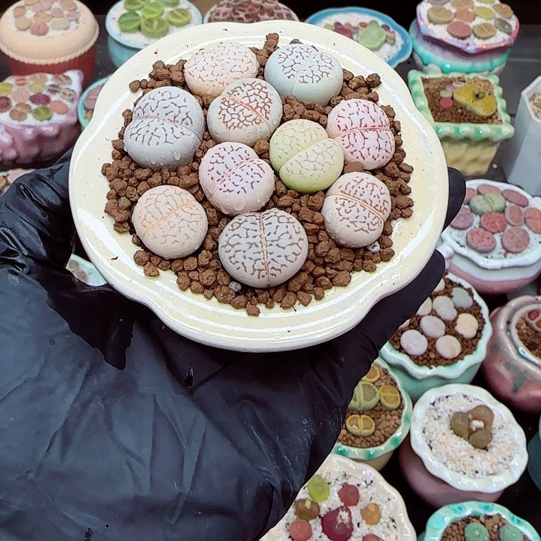 胖***～生石花满18包邮1208-43