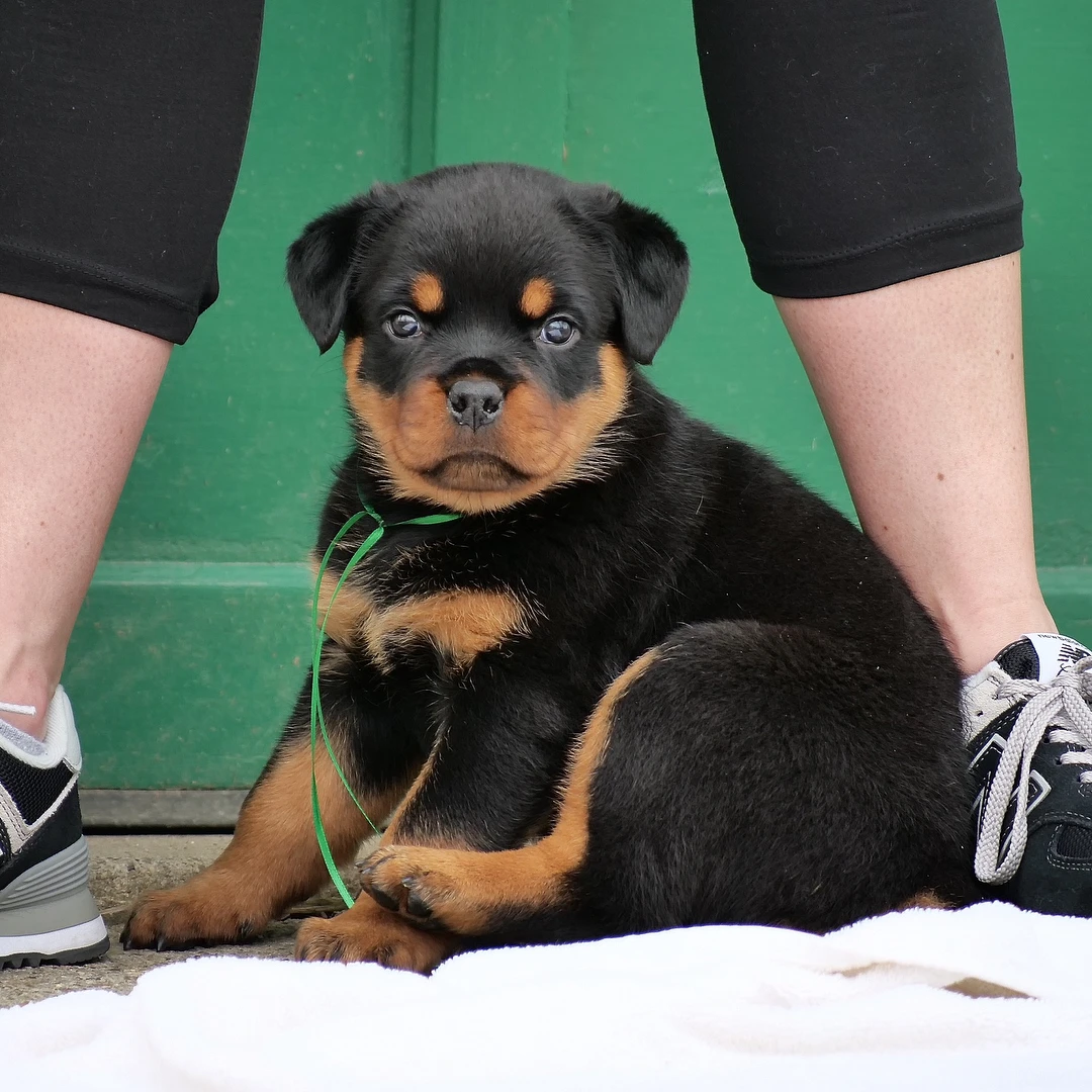 老王家的护卫犬宠物狗狗猛犬看家护院猎犬大型犬