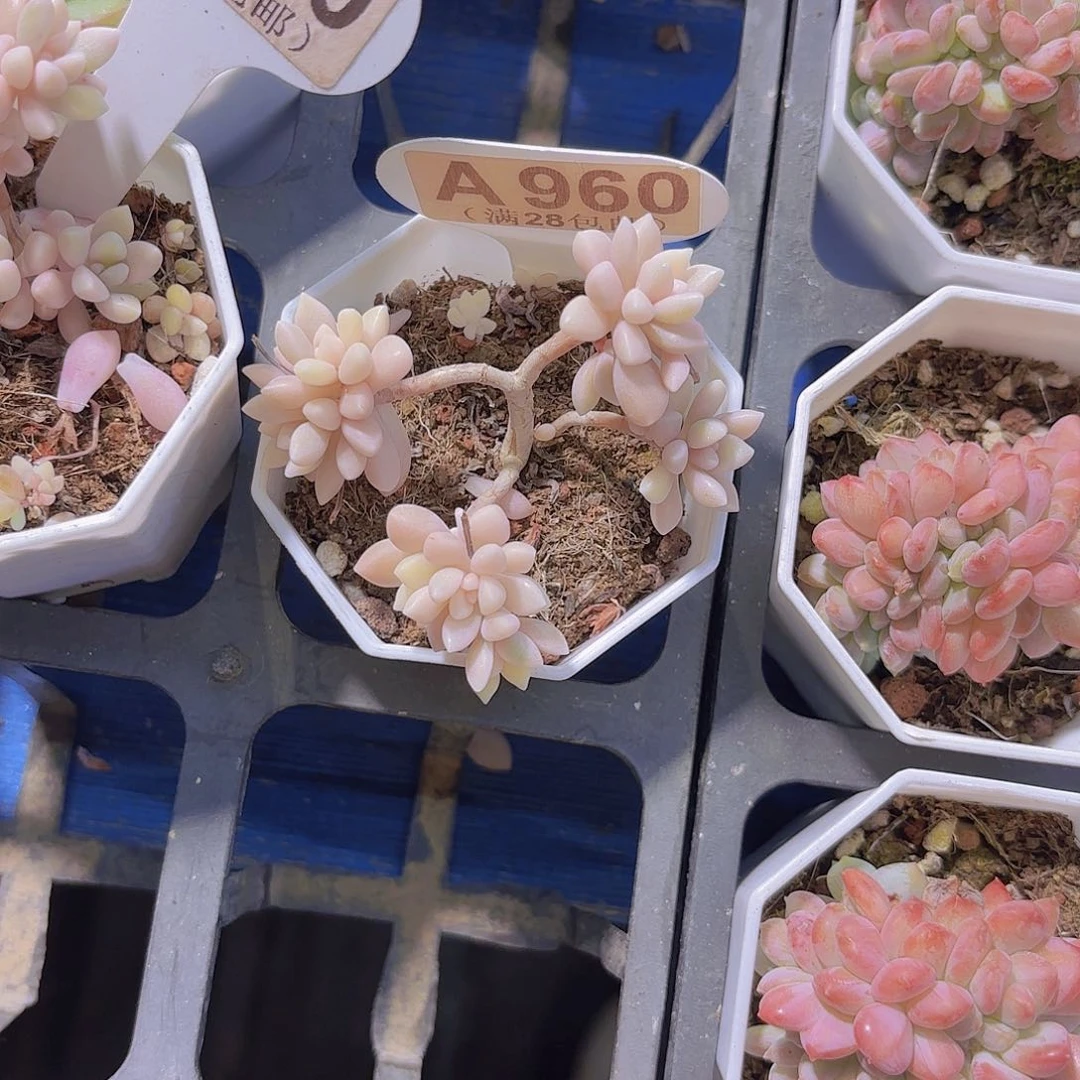 C****ｉA960姬秋丽锦一物一拍