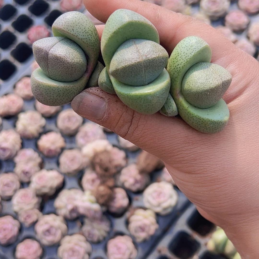 元宝3个19包邮多肉