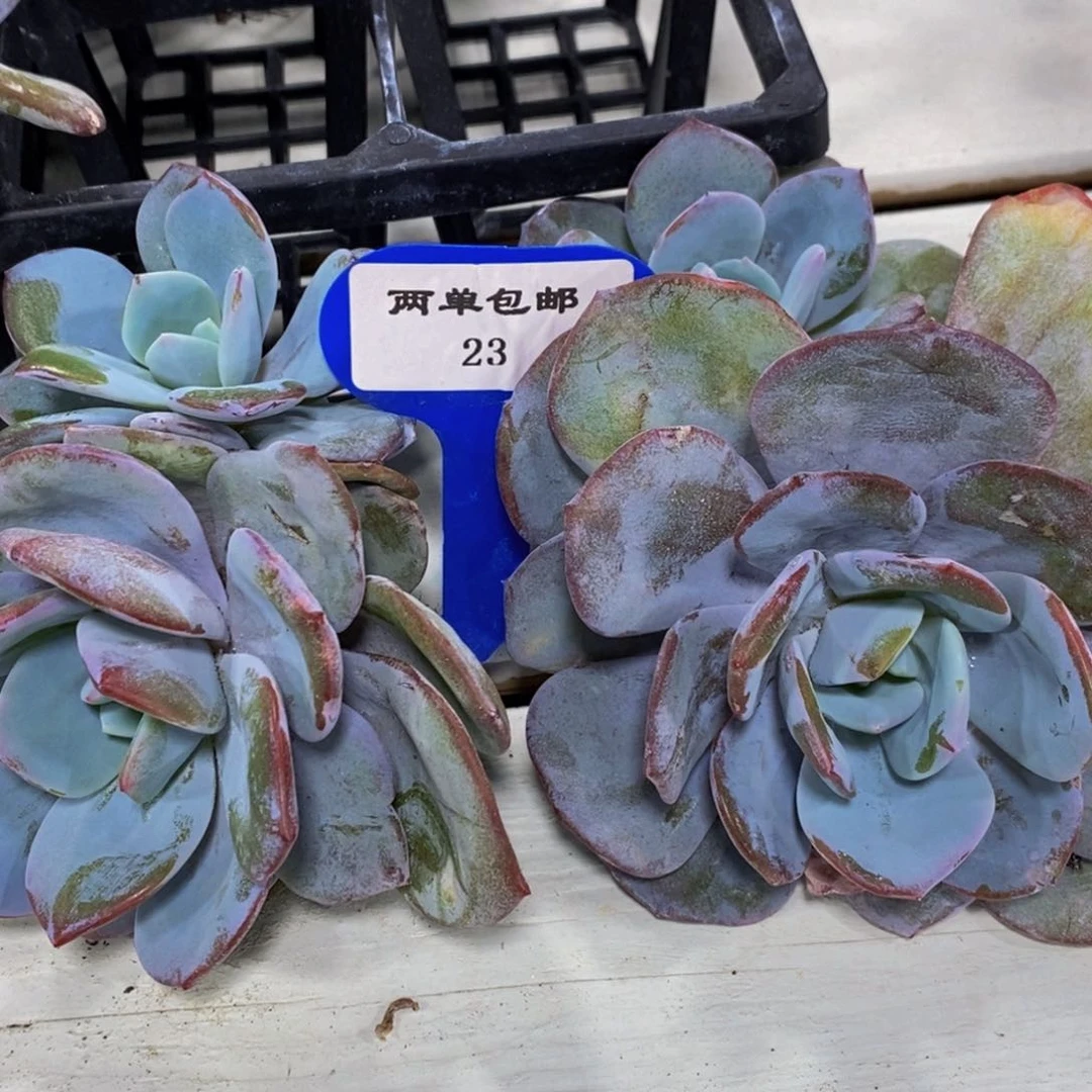 23-精品母本老桩奶茶双头一个