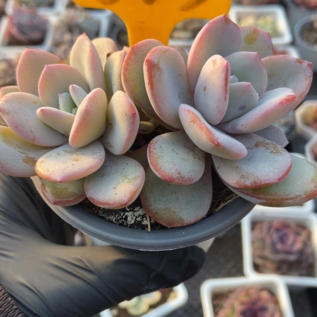 563奶茶多肉植物多set