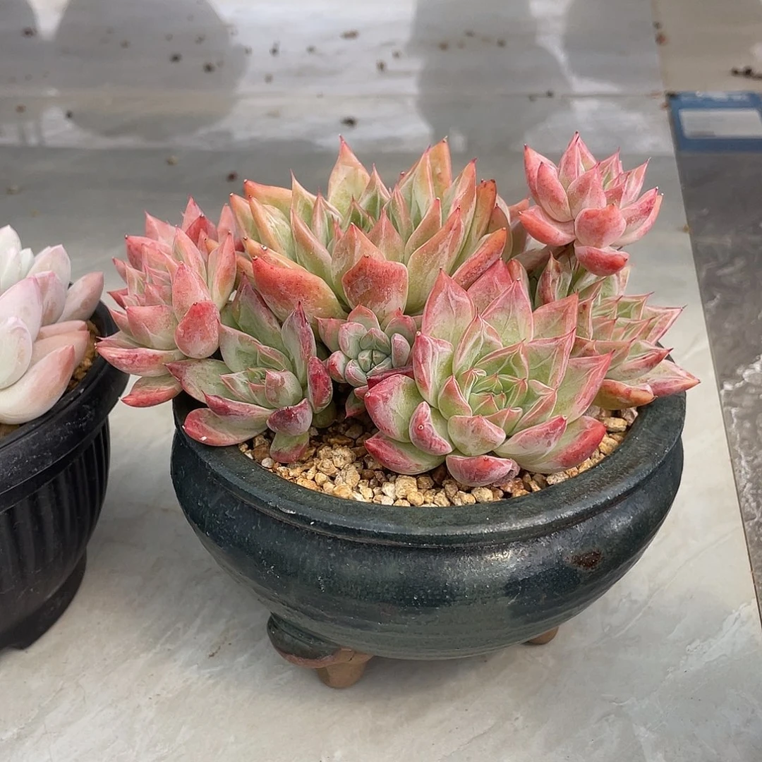 爱理不理带盆走物流