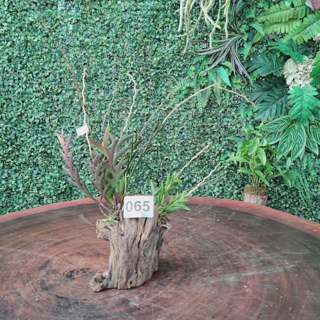 065剑叶花卉植物花卉