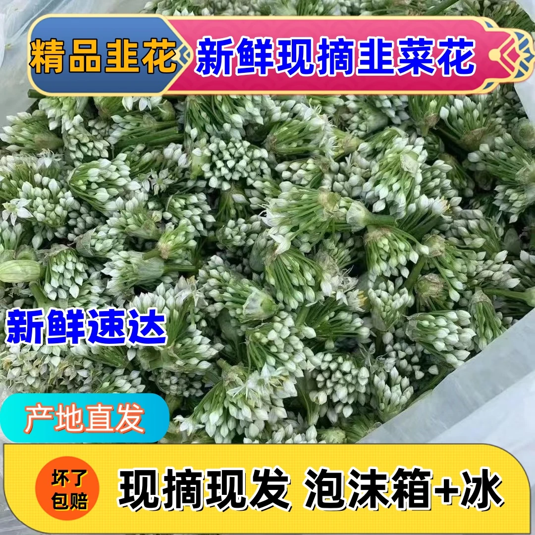 2025韭菜花农家自种新鲜韭菜花嫩韭菜花酱火锅蘸料当季食材韭花