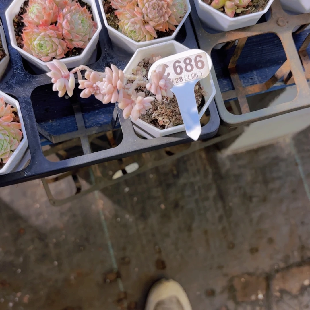 C686姬秋丽锦一物一拍