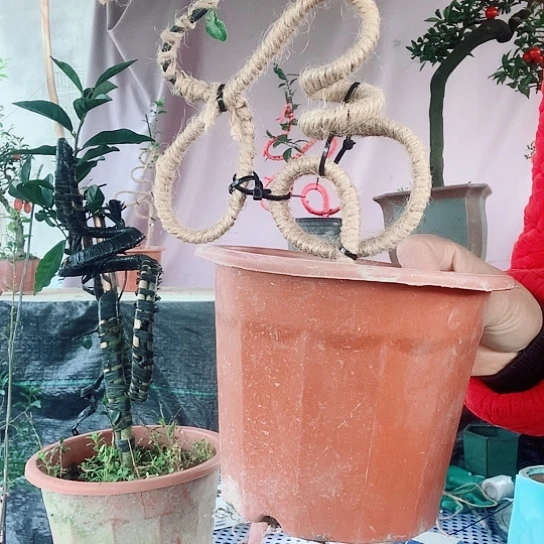 无花朵金弹子立体福。