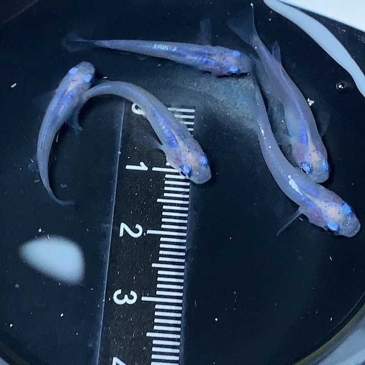 青鳉鱼水滴一组77号