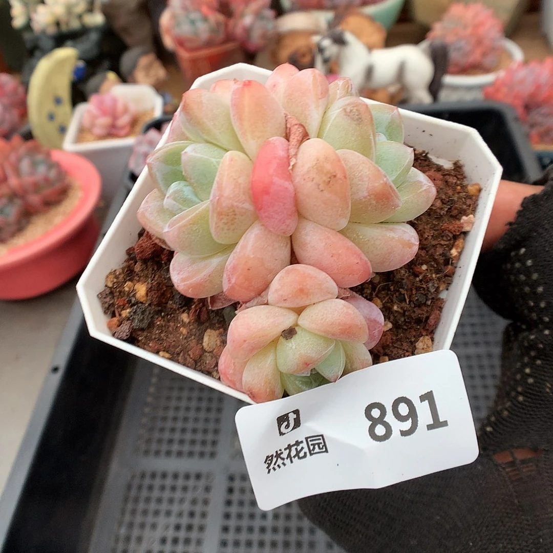891冰玉多肉植物6666