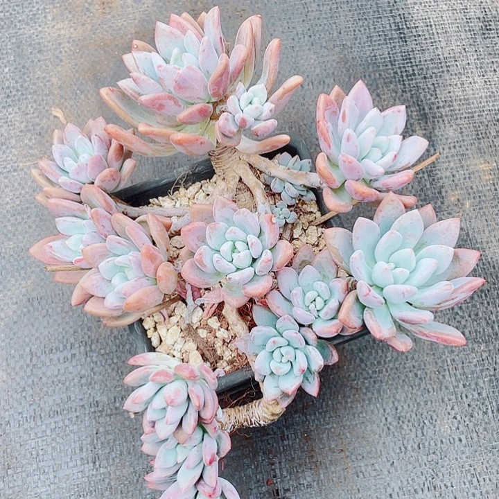 老桩奥普悬崖26