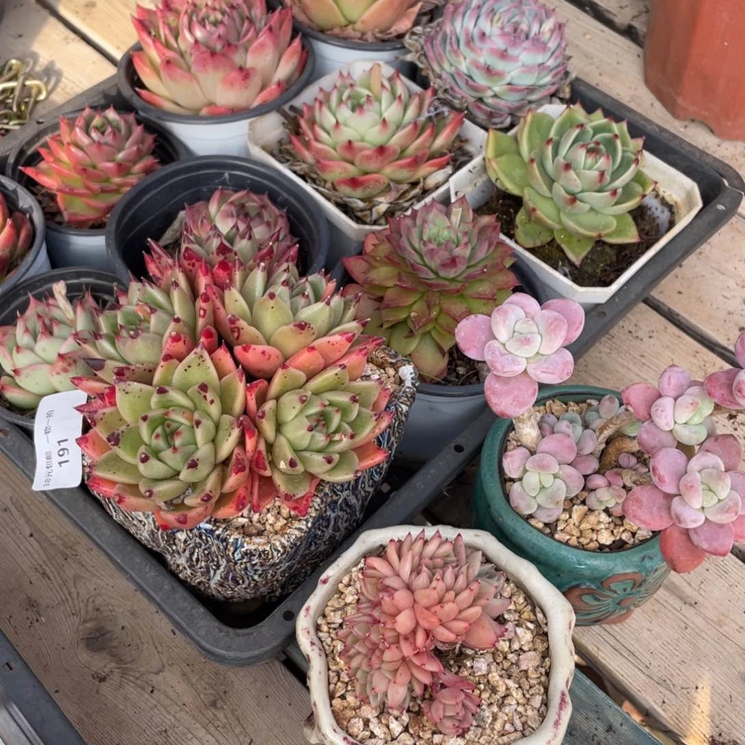 周周一筐多肉植物老桩多肉