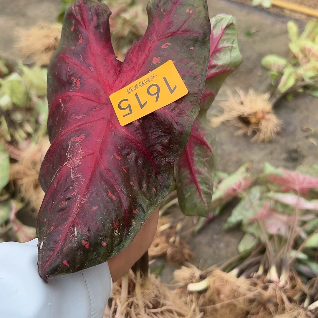 完全开放1614红色闪电裸球不售后