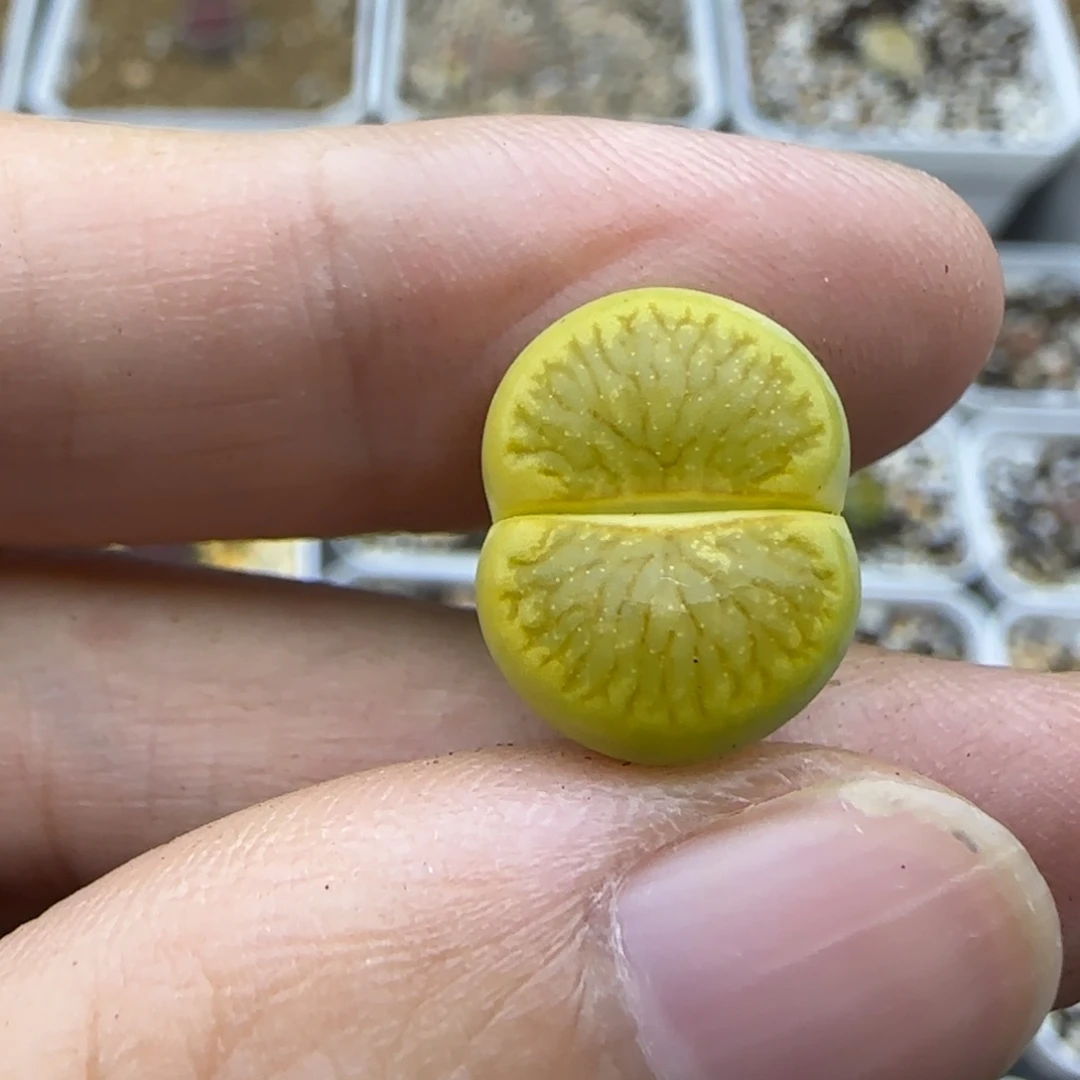 150绿菊福利生石花大棚直播150
