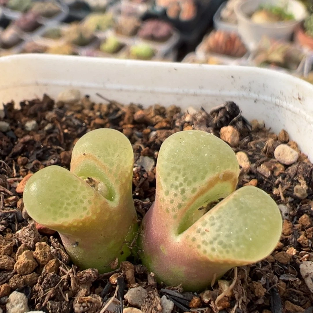 214多肉植物百科植物