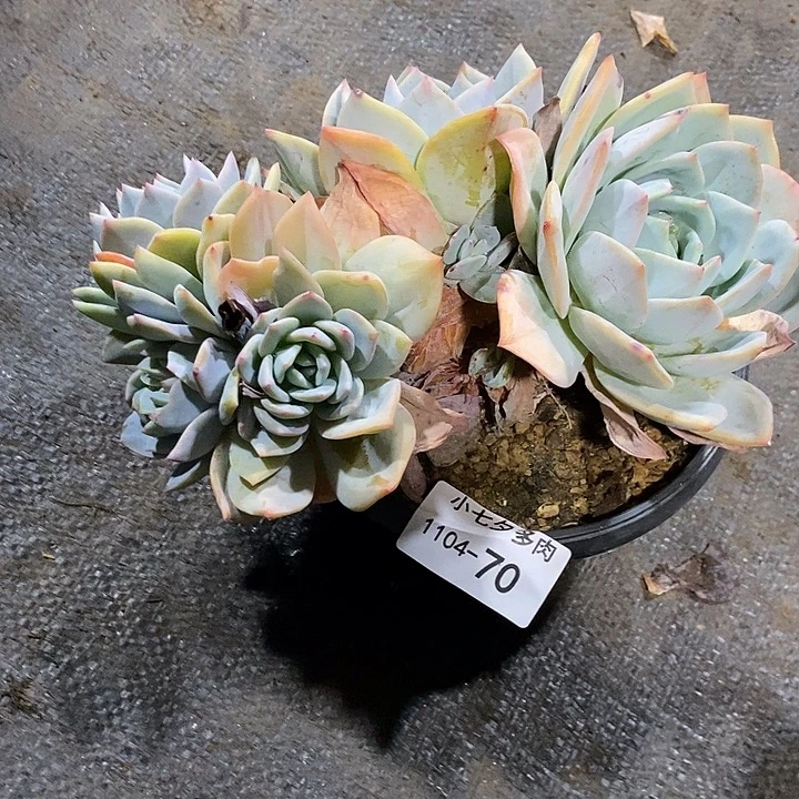 兰***子小七夕多肉凤橙70