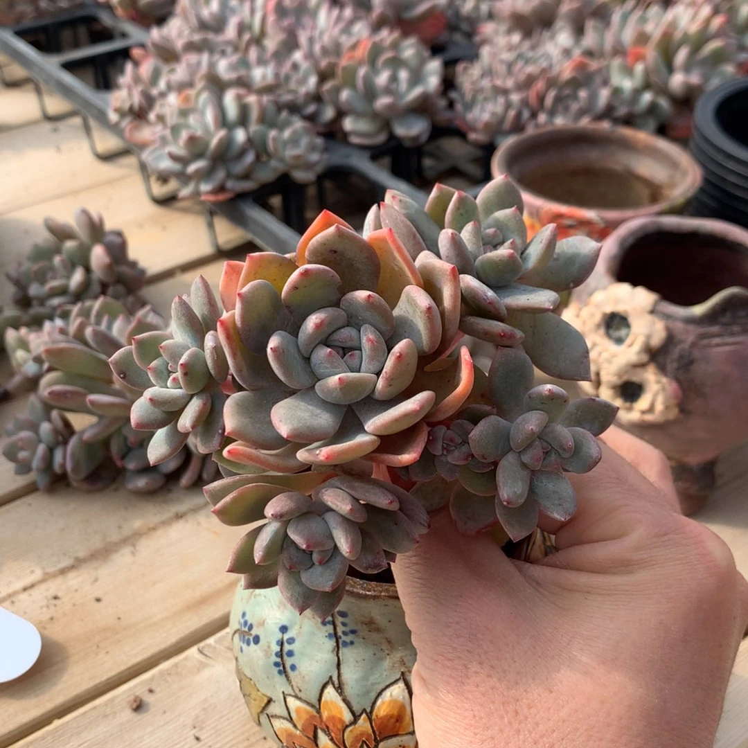 小****愿小茹许突尼斯寄养多肉