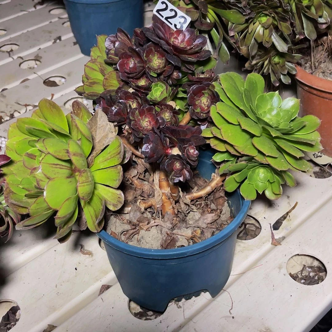 法师法师7/20包邮法师