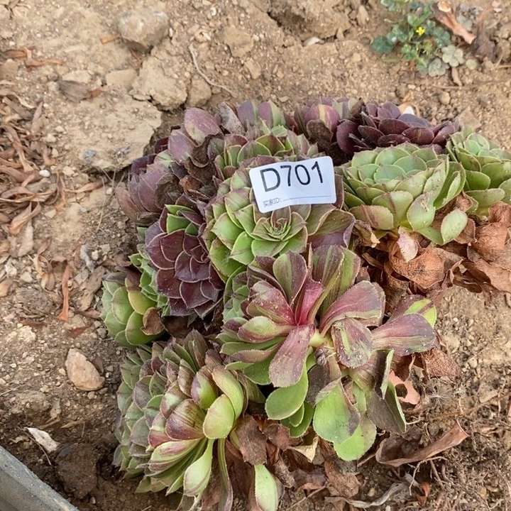 701花月夜多肉植物法师