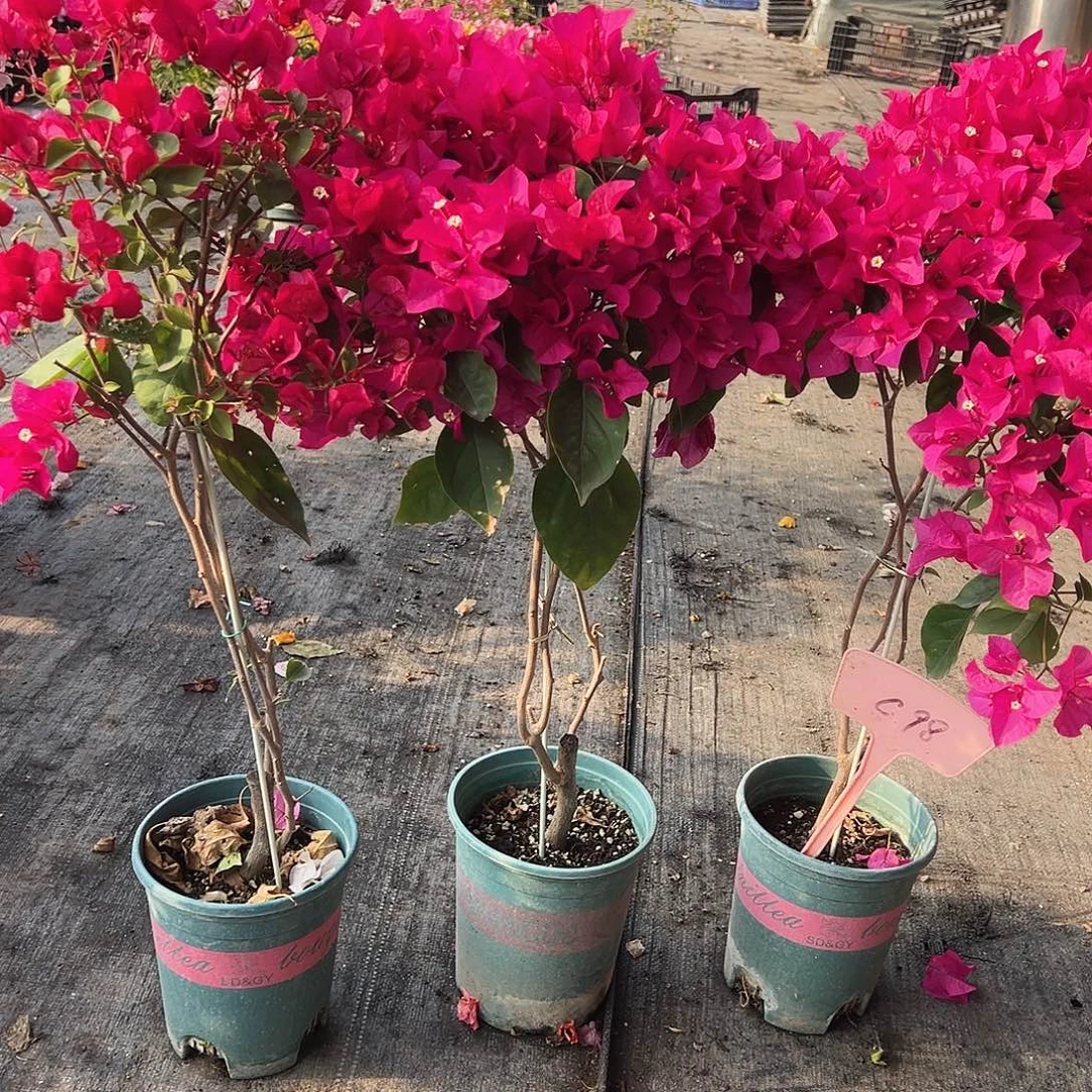 大部分花苞少量开放C98黑玫瑰带竹一棵