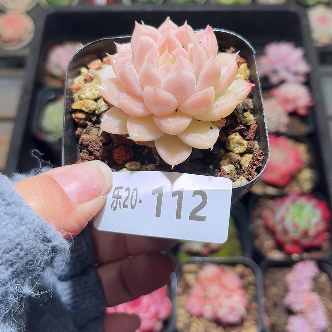 木乐20-112麦秆单头