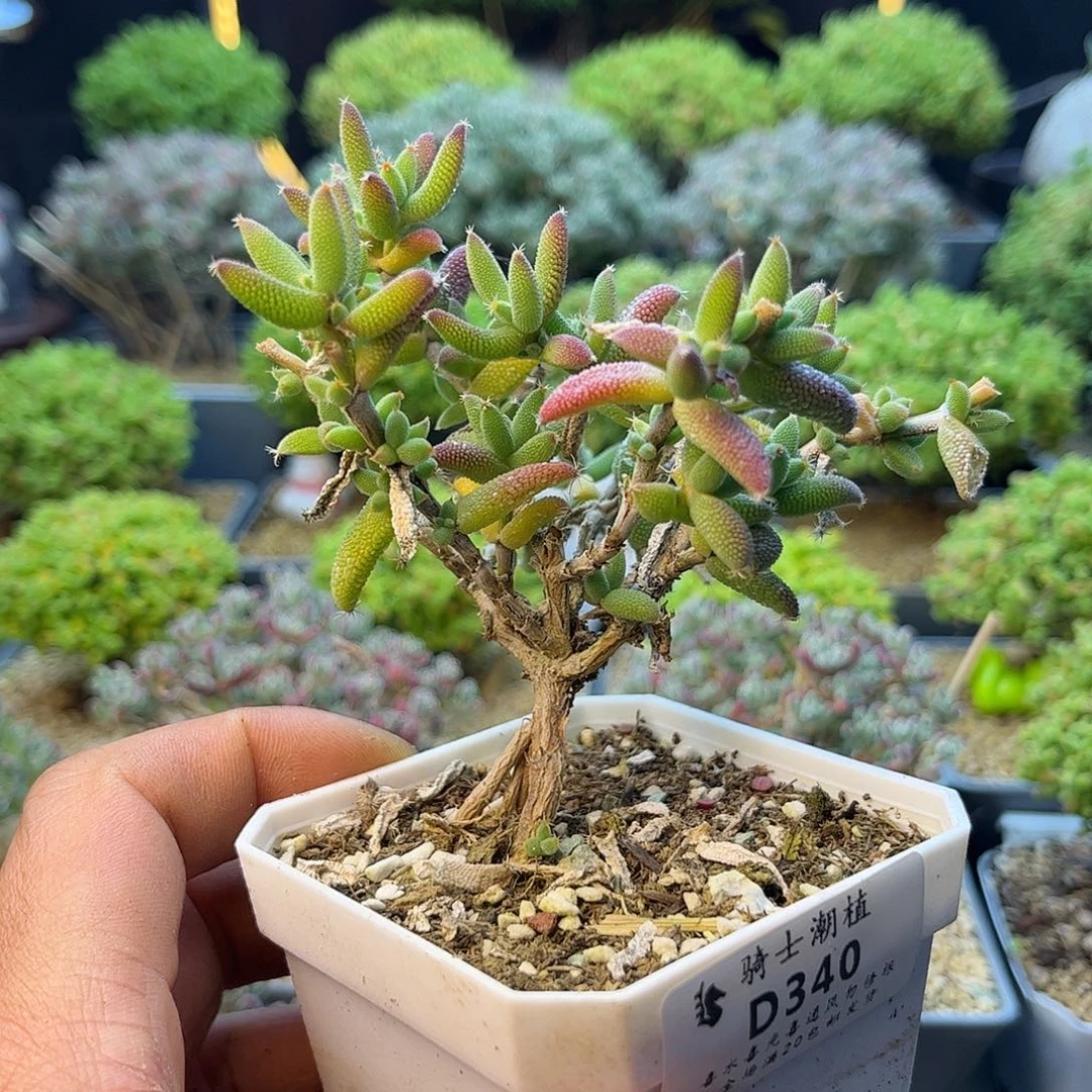 340玉米枝干番杏多肉