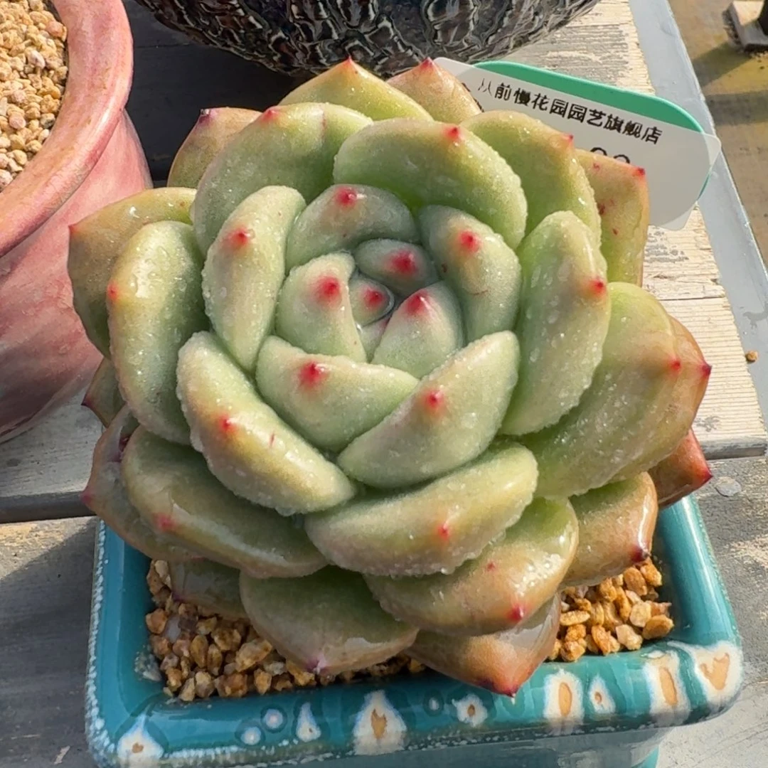 从前慢多肉精选编号1226.83