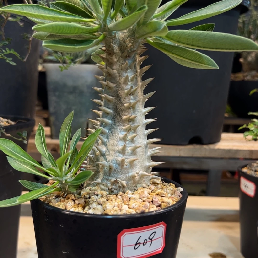 嘴****609惠比大黑块根植物脱土发货
