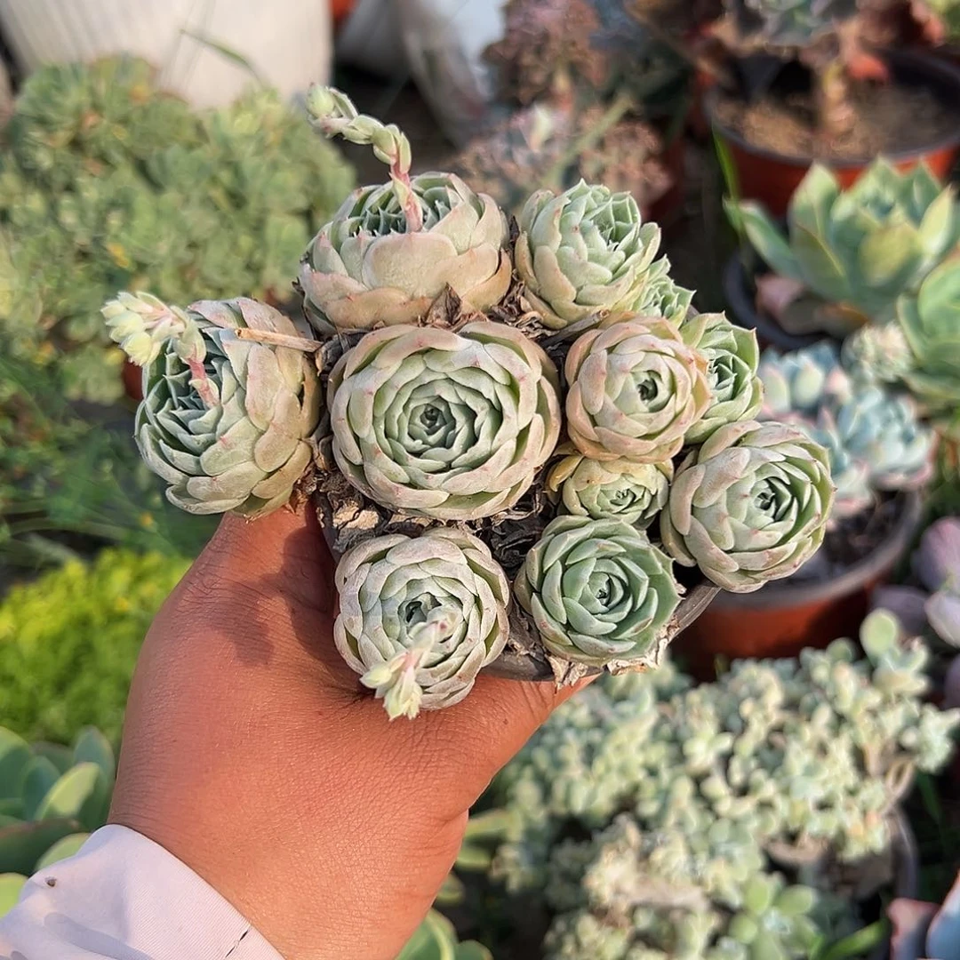 多肉植物多肉植物