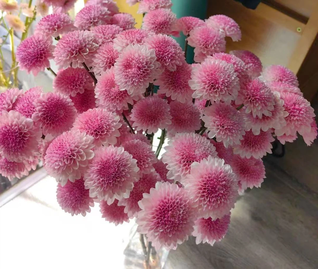 【顺丰发货】南农红蕊雏菊鲜花1-4单一个运费自选品种