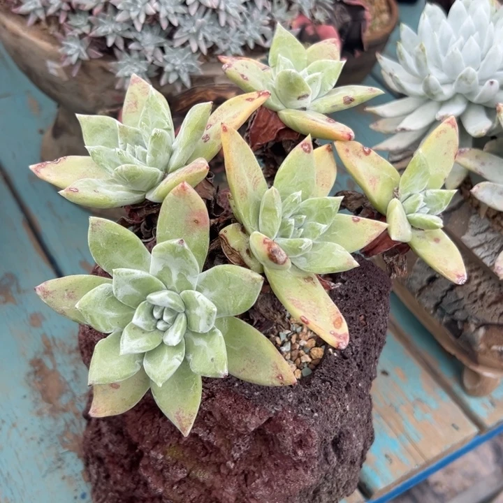 绿拇指杂苹果叶～一物一拍2431