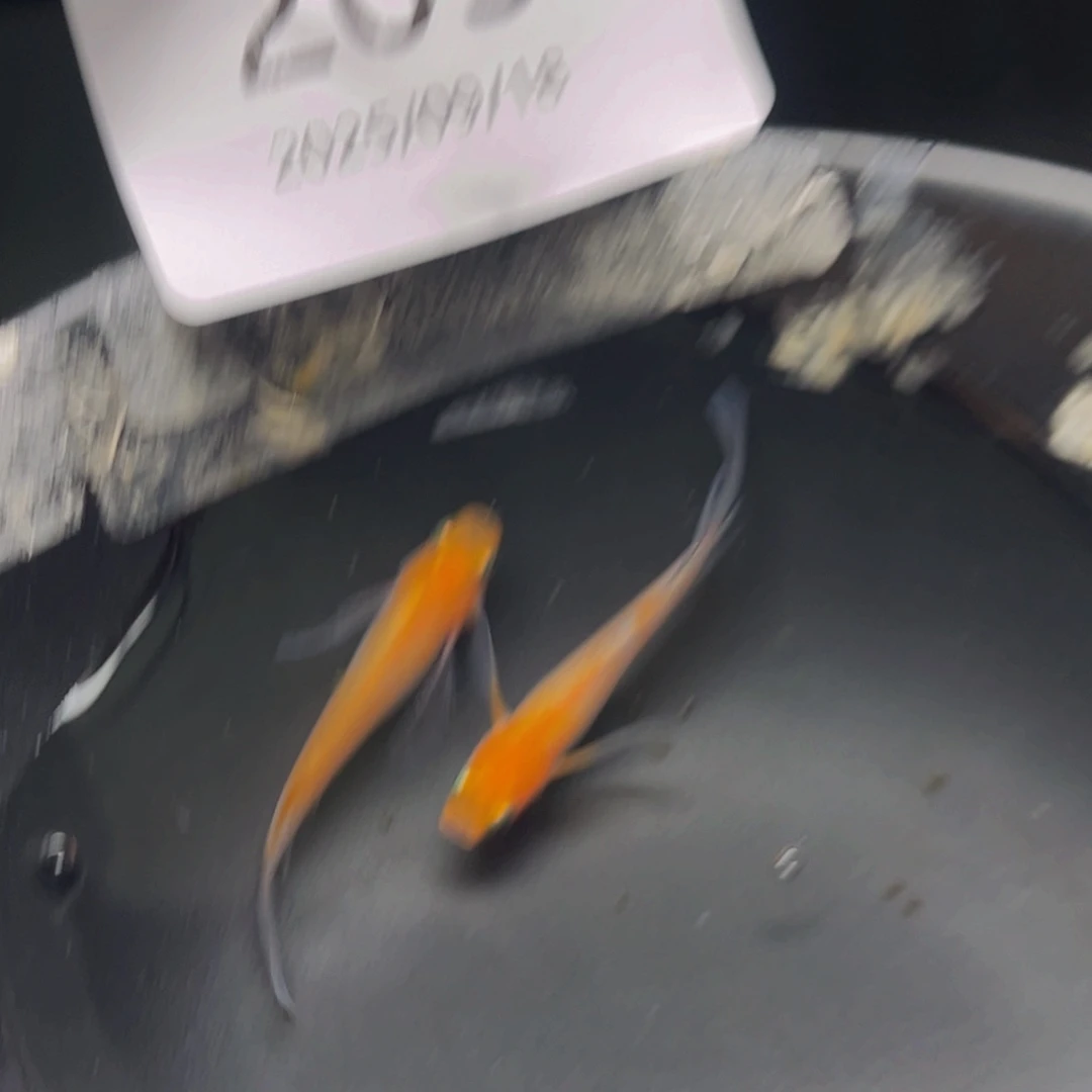 青鳉205红白真长鳍一对
