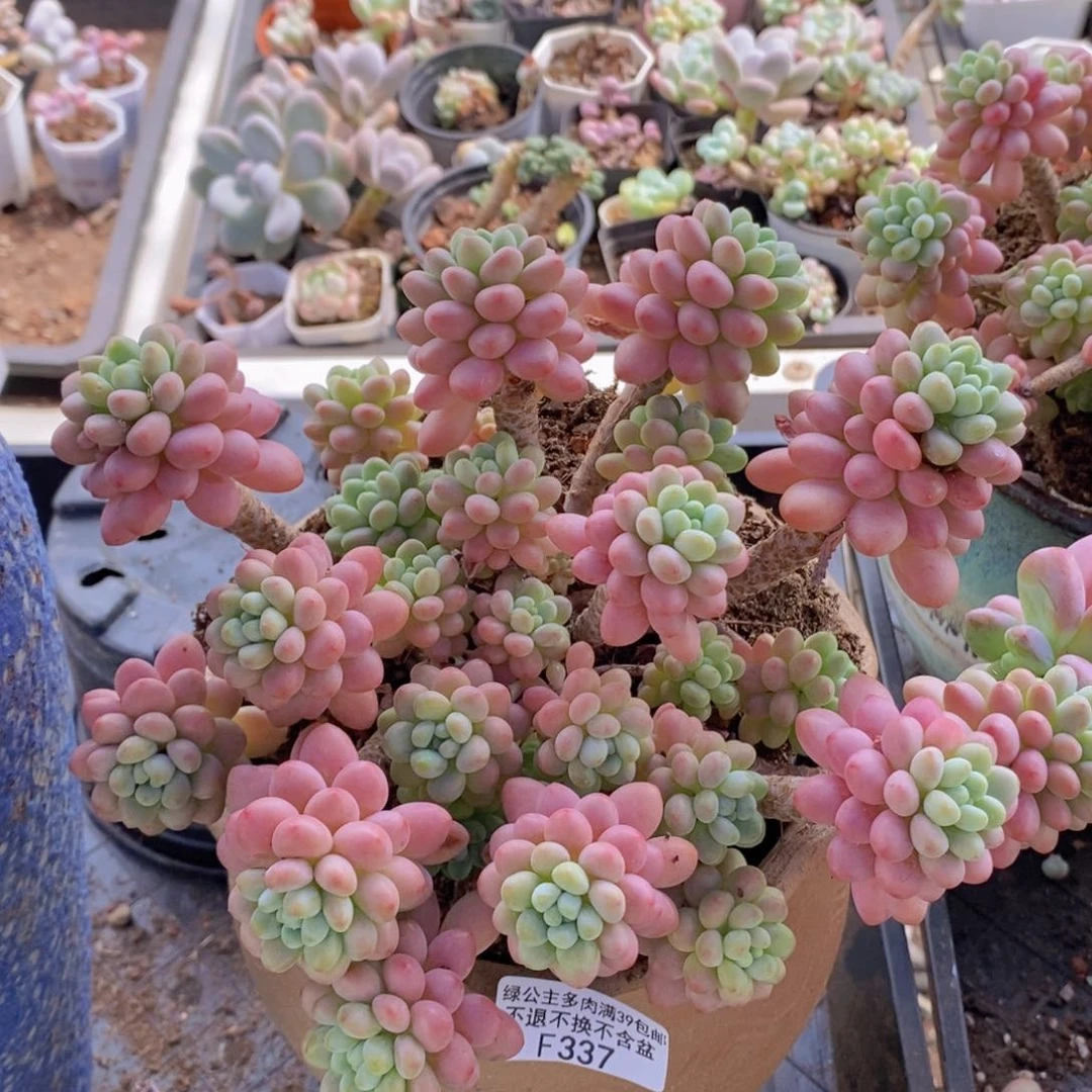 鱼子酱18cm337多肉植物