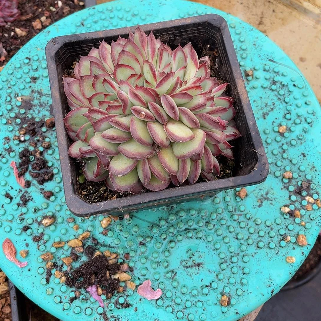 爱****@肉酱缀0000000