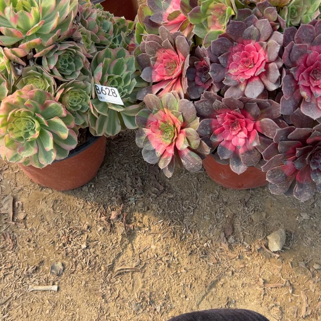 柒***月628两颗组合多肉植物