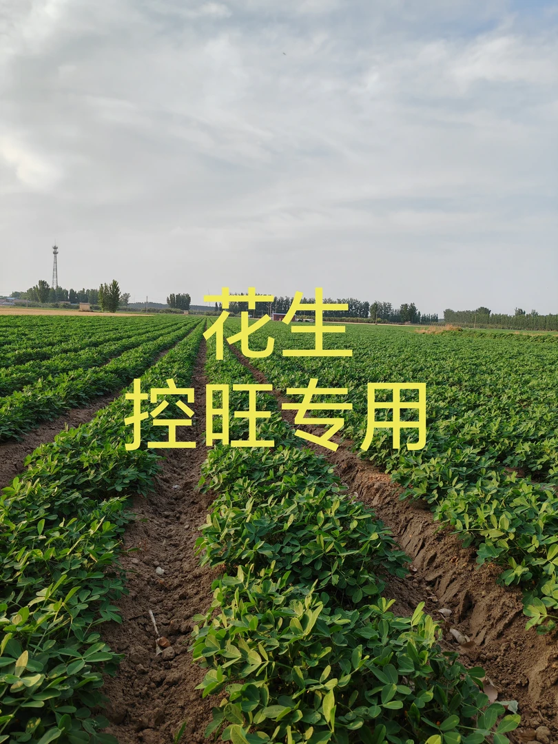 花生控旺必备，控旺安全无小果，防早衰，防落叶，花生果饱产量高