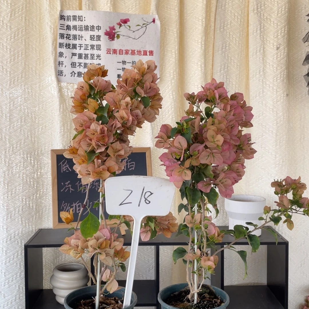 君****全部花朵日落+台湾姑娘Z18