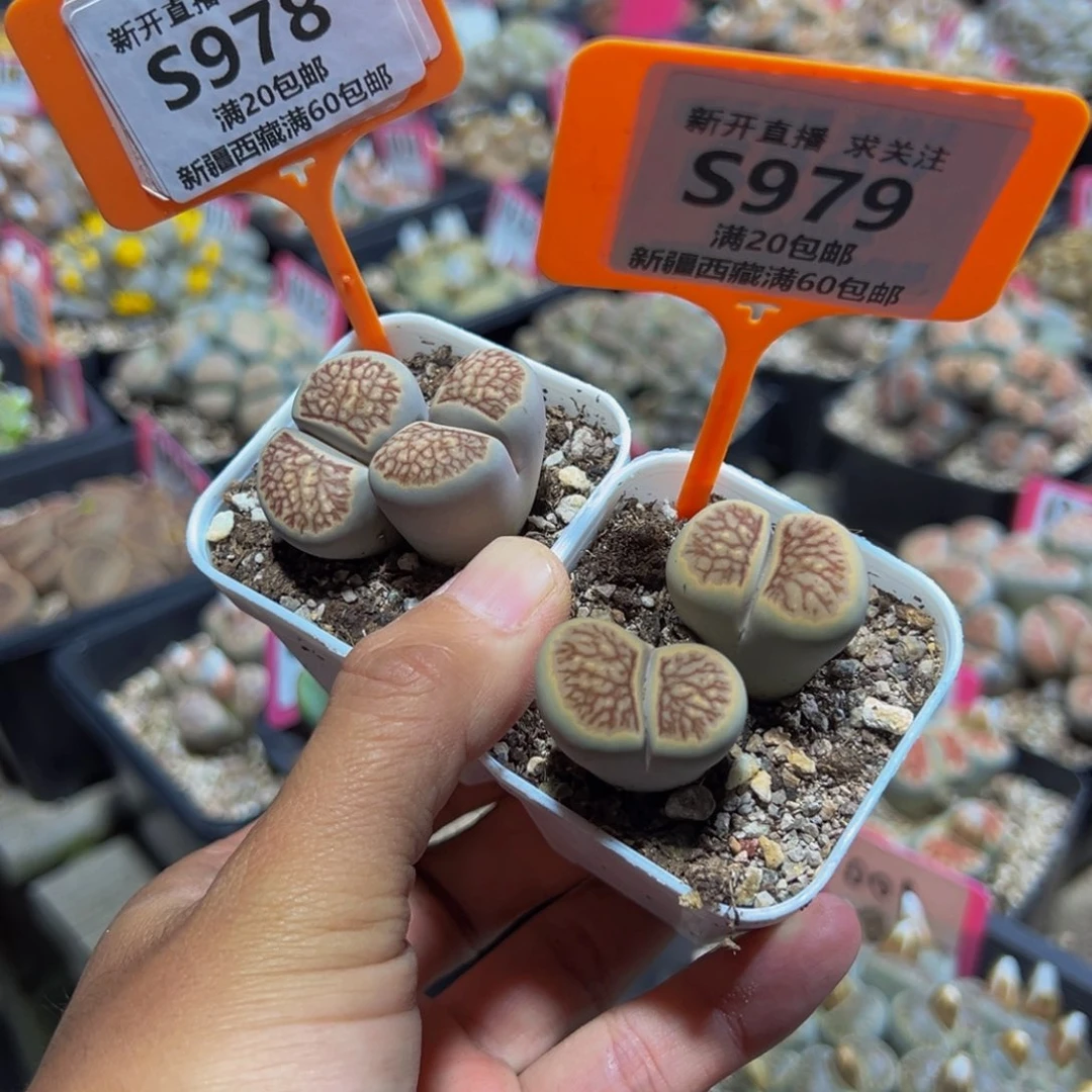 978.979 一物一拍，默认有伤，介意勿拍，不退不换