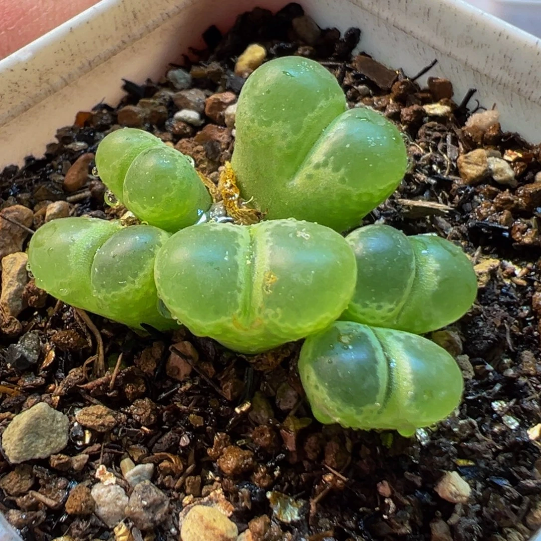 752多肉植物种类多样