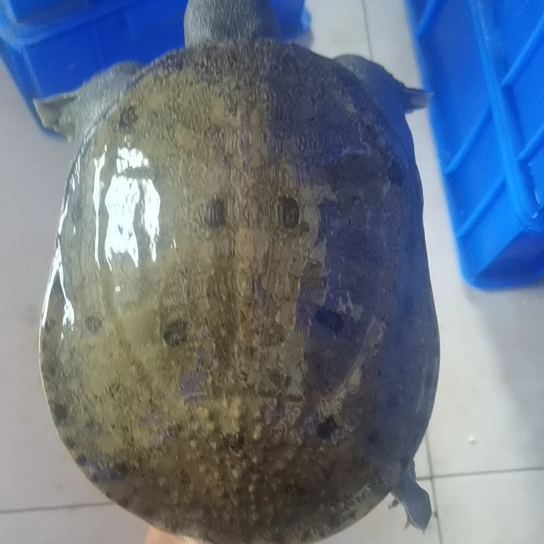 外塘老塘口生态甲鱼鲜活王八